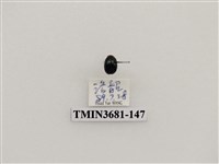 藏品(鞘翅目(1))的圖片